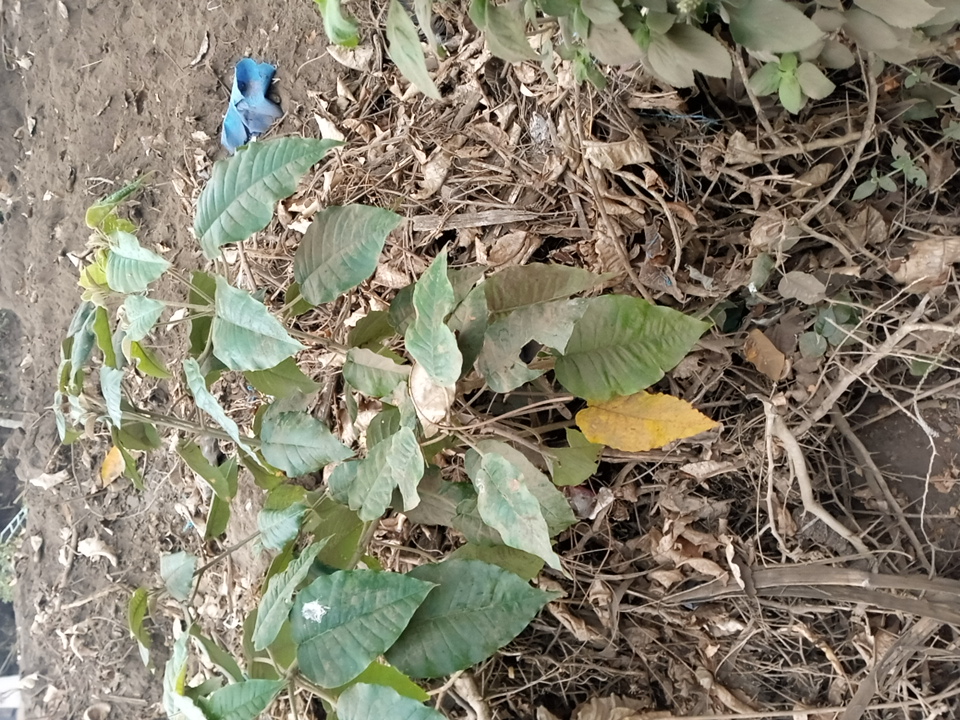tree