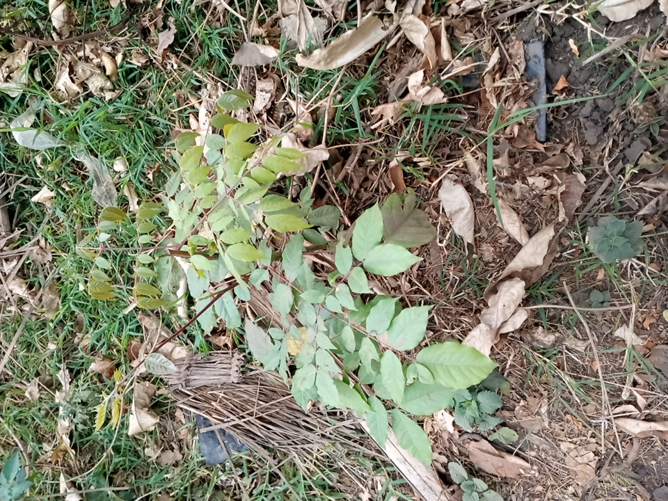 tree