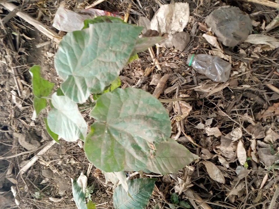 tree
