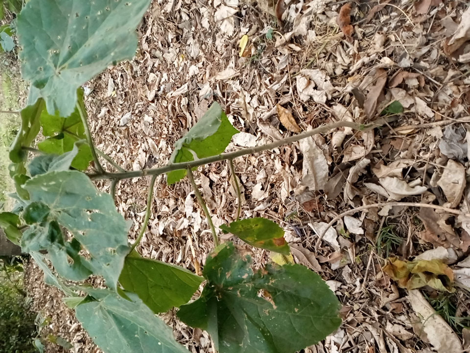 tree