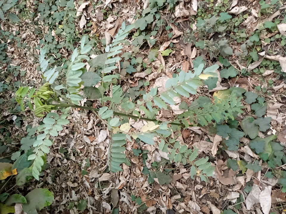 tree
