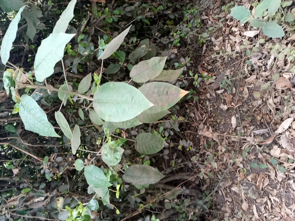 tree