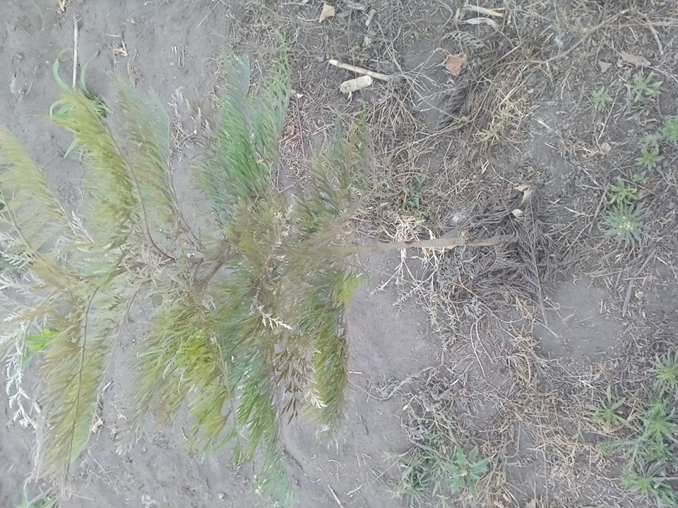 tree