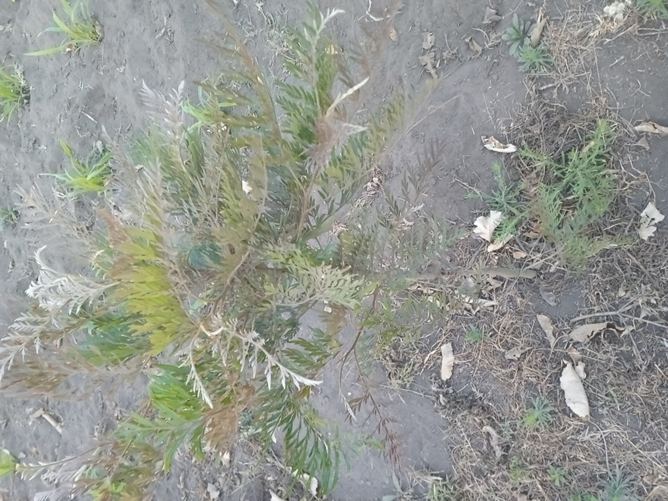 tree