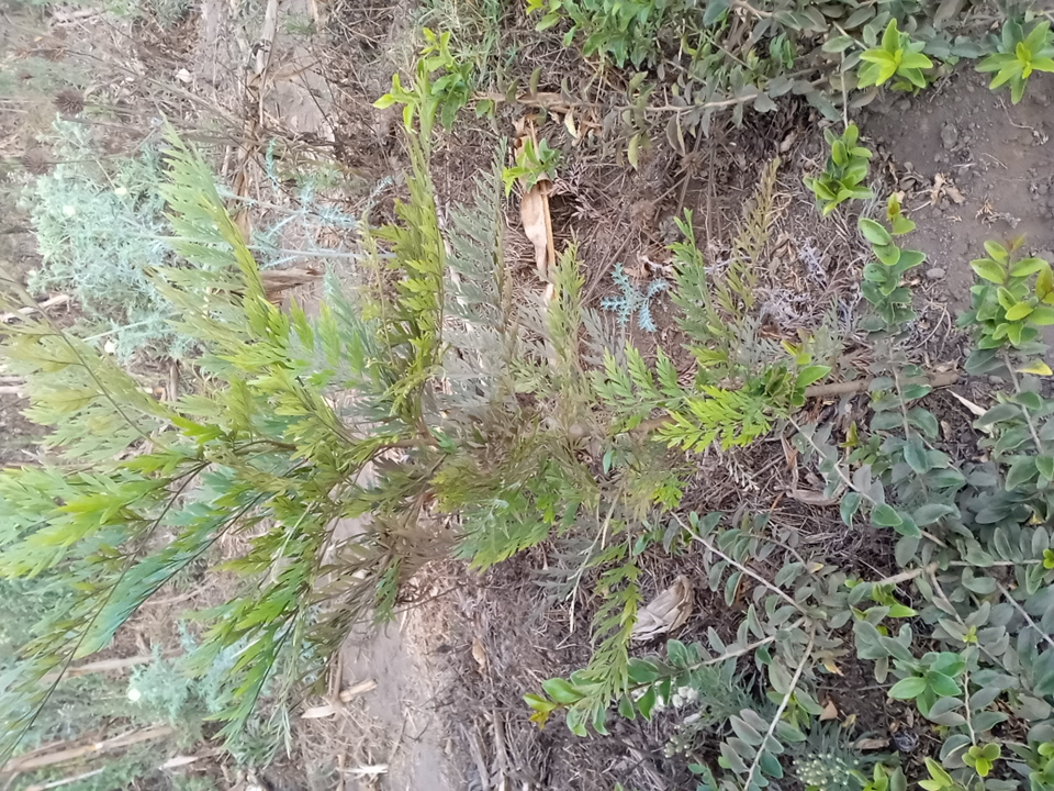 tree