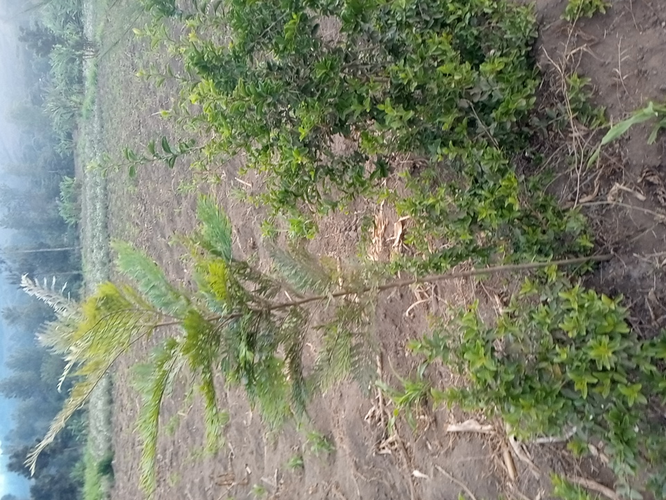 tree