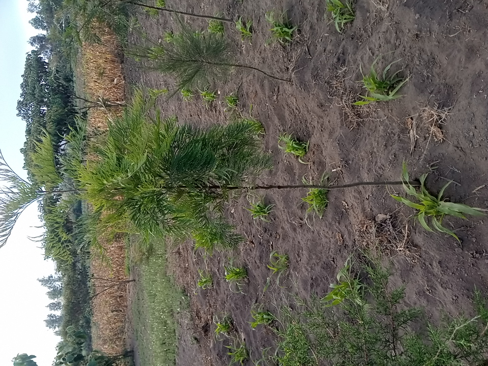 tree