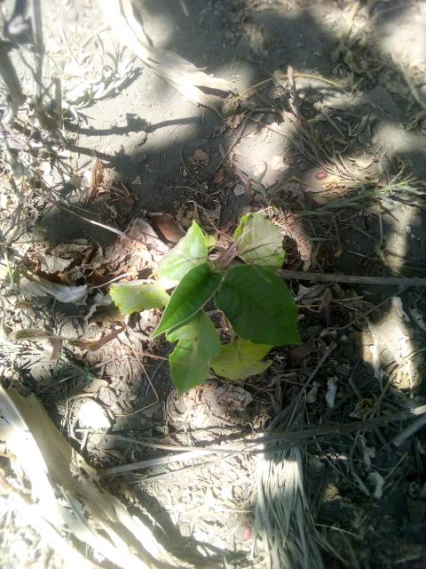 tree