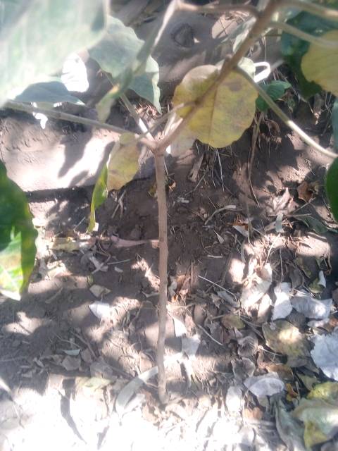 tree