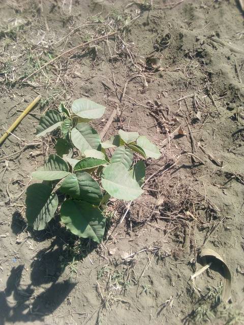 tree