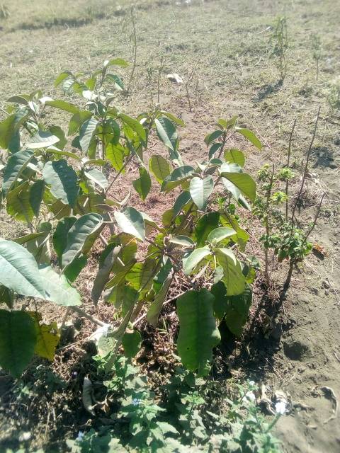 tree