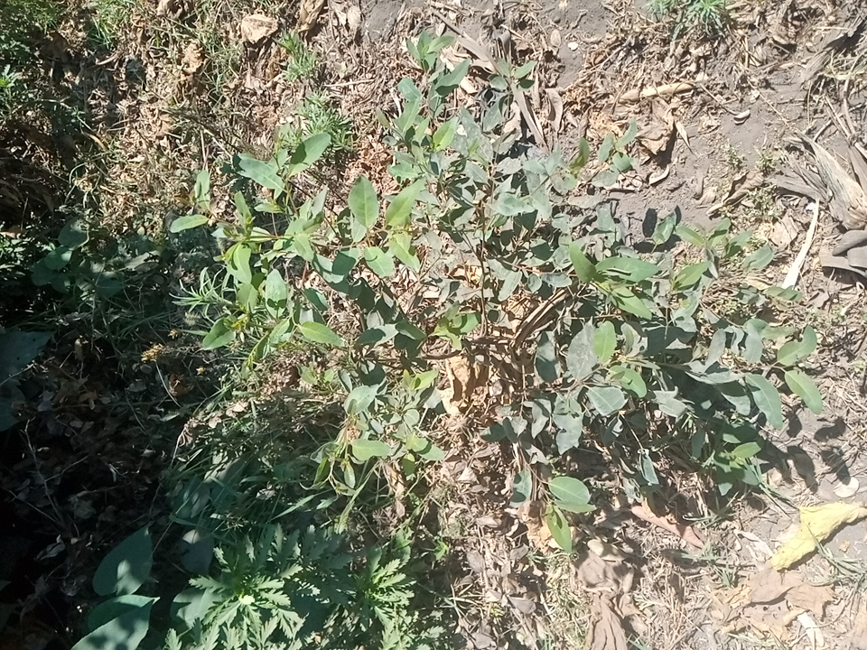 tree