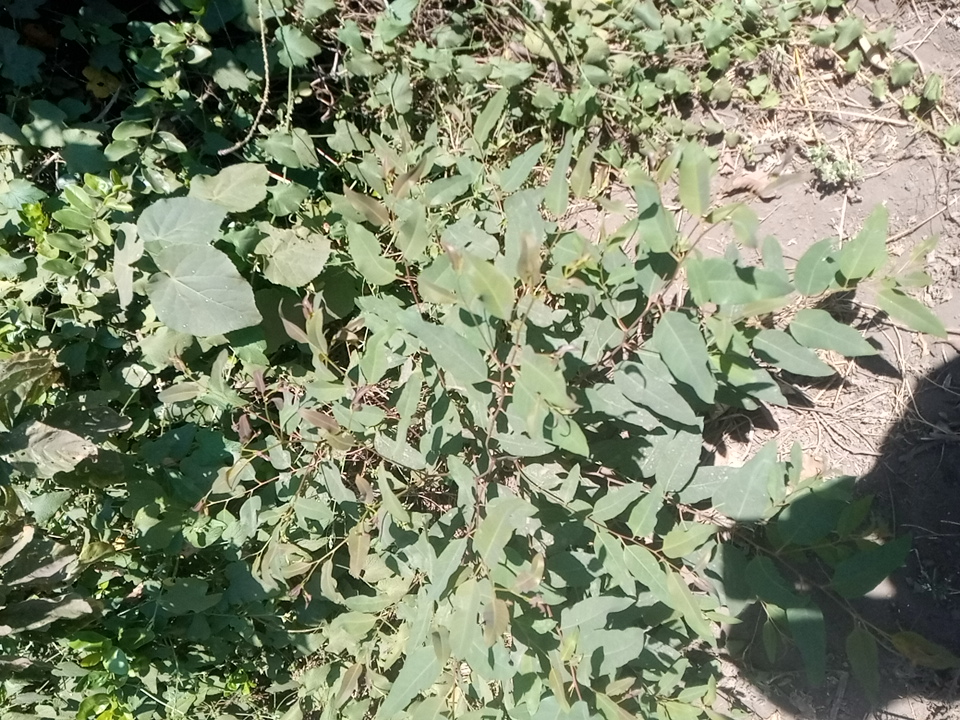 tree