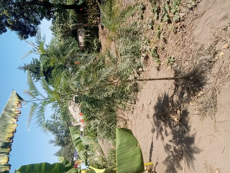 tree