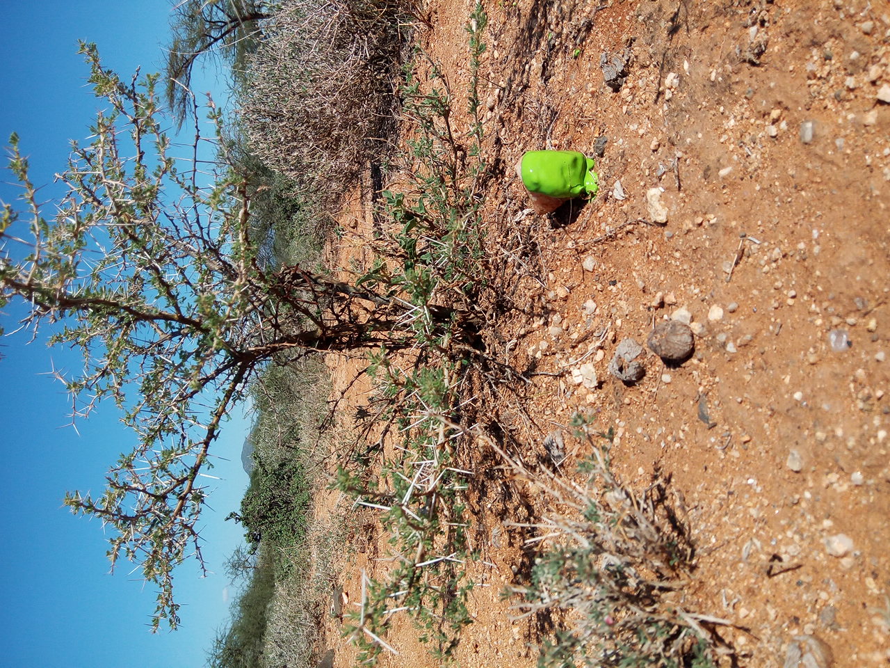 tree