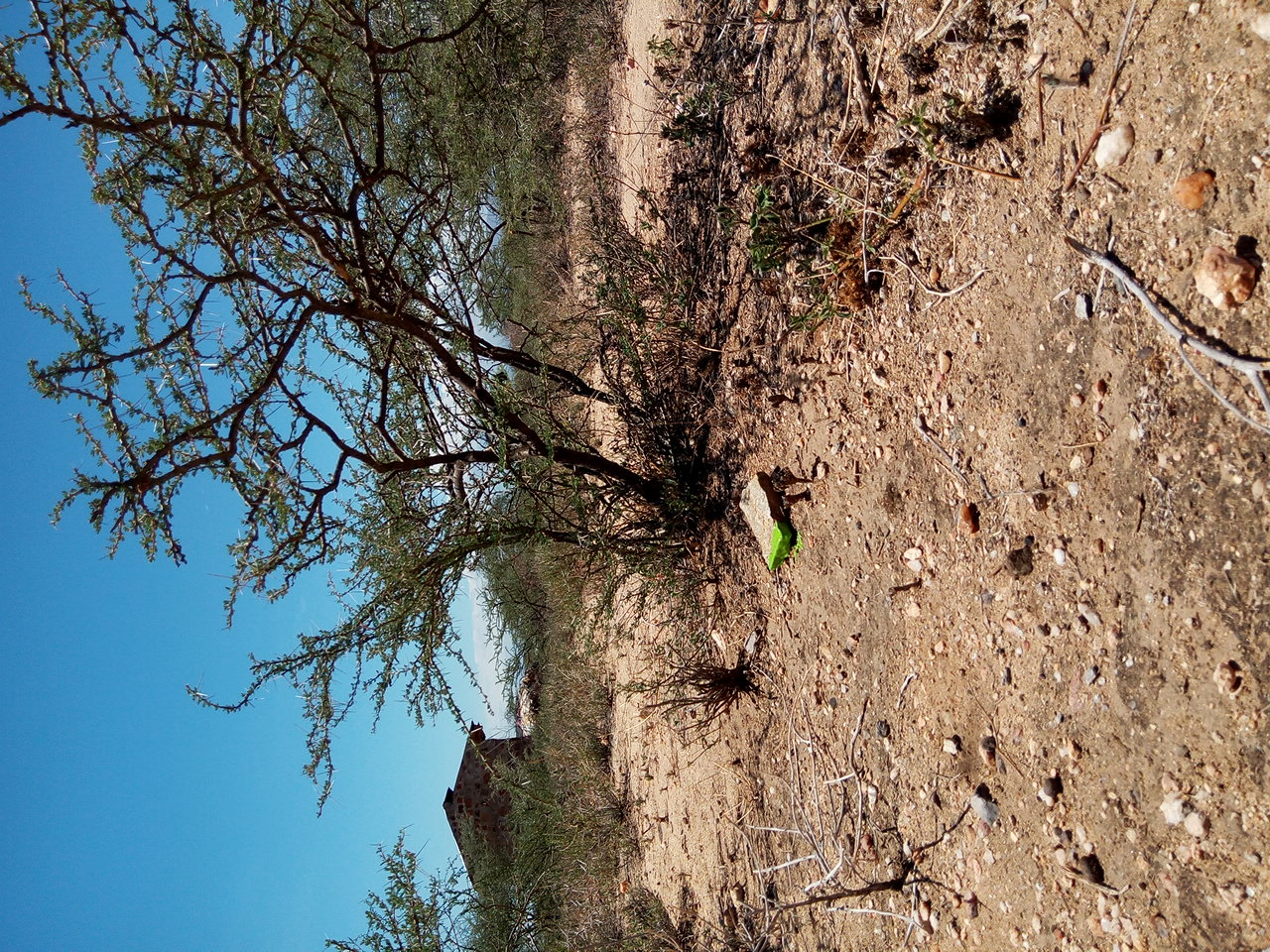 tree