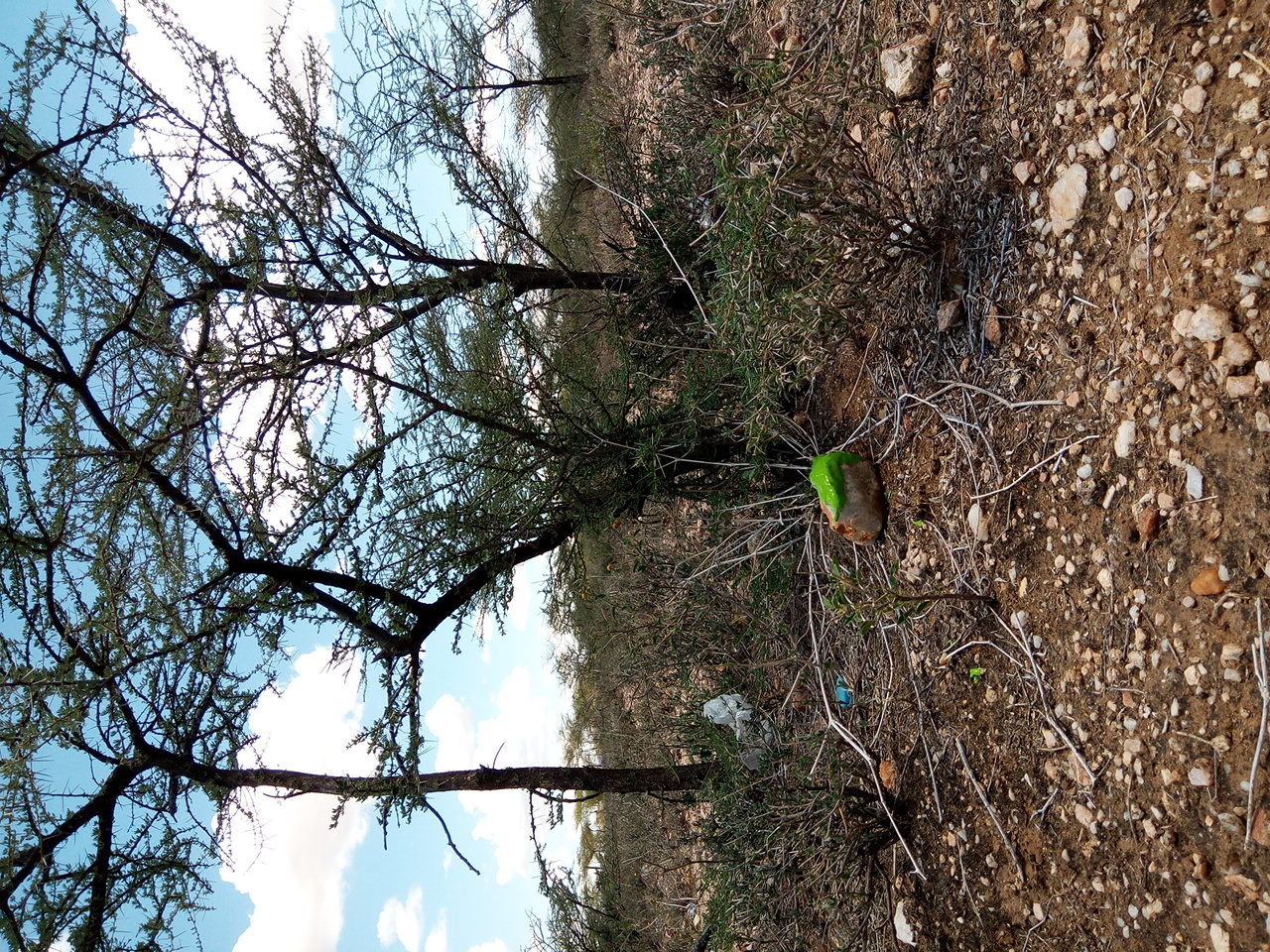 tree
