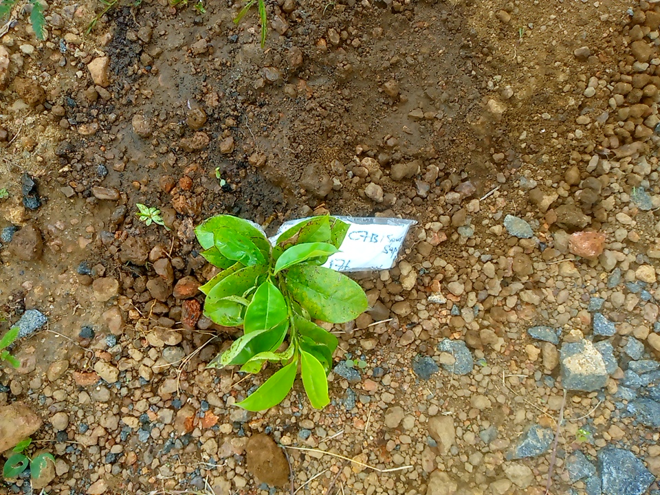 tree