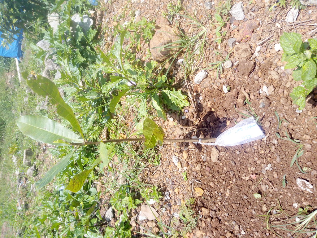 tree