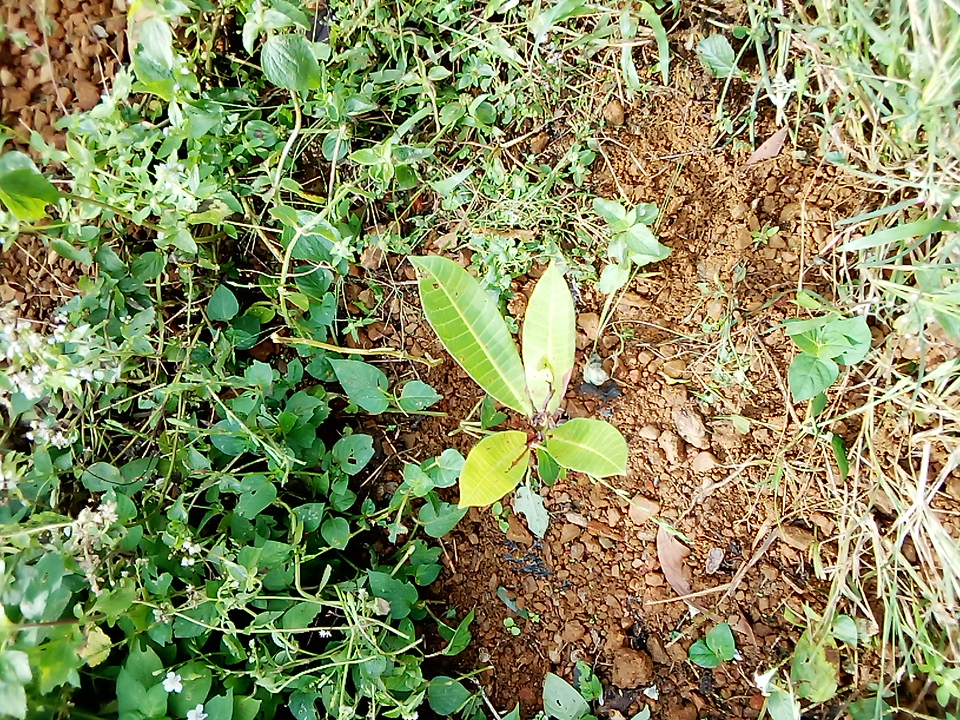 tree