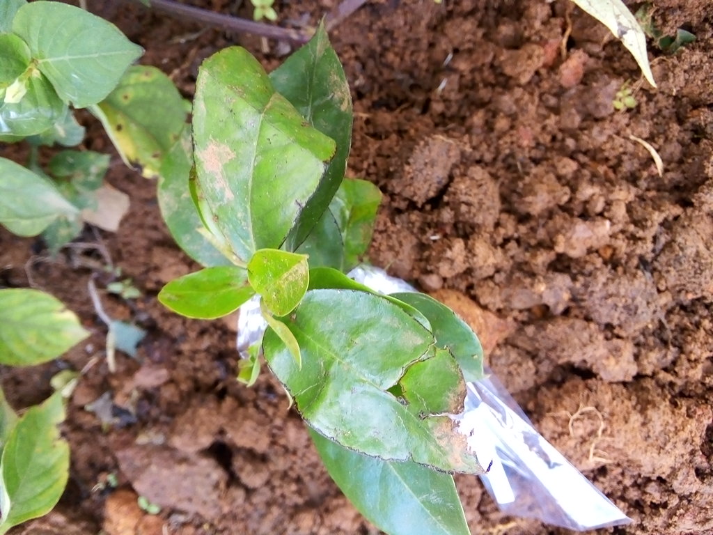 tree