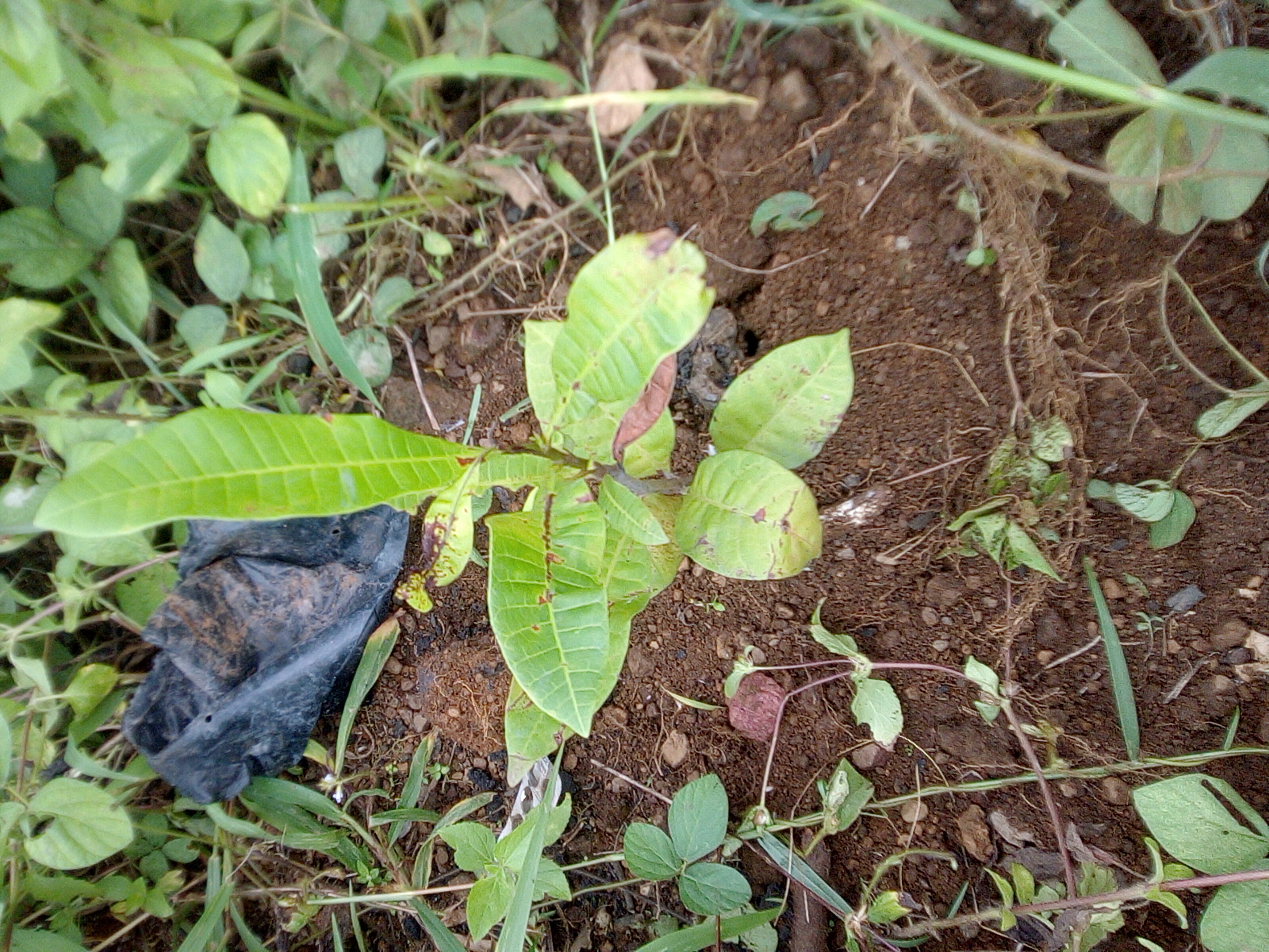 tree