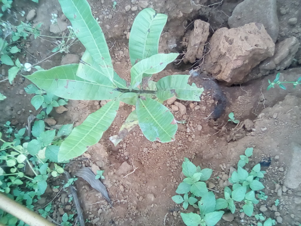 tree