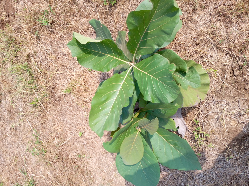 tree