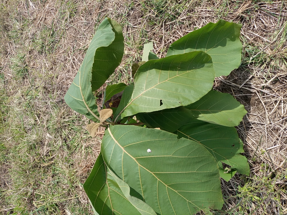 tree
