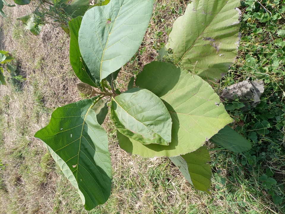 tree