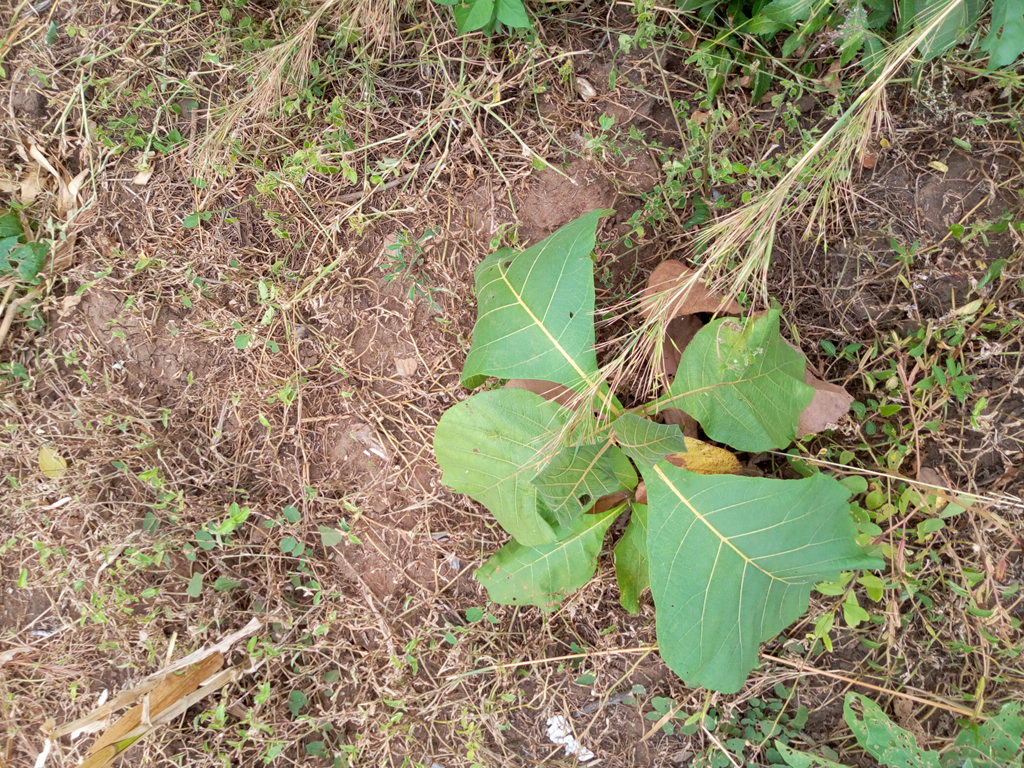 tree