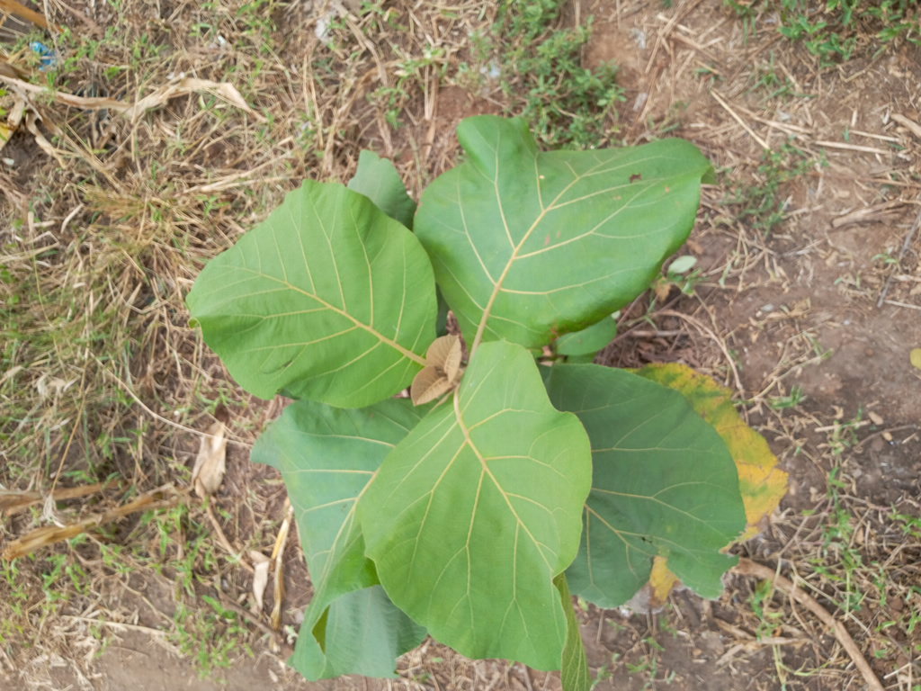 tree