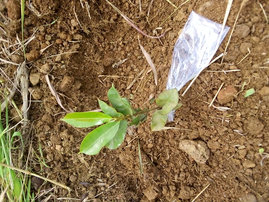 tree