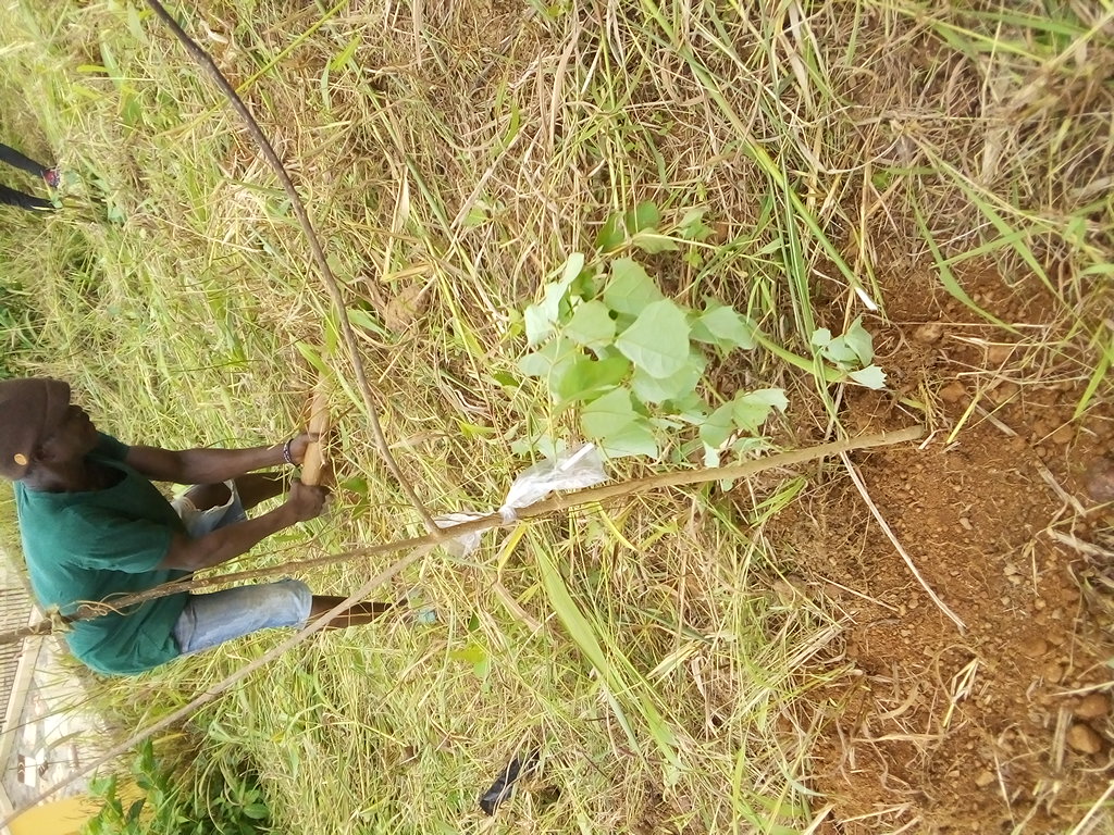 tree