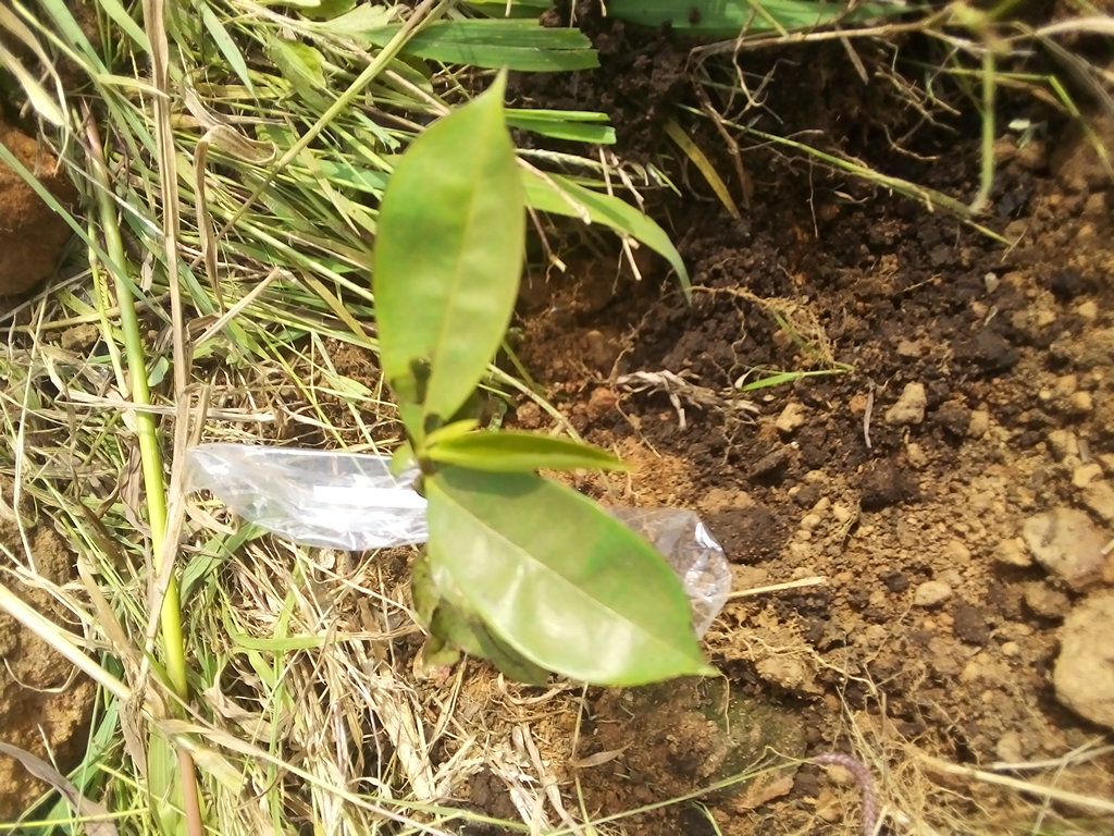 tree