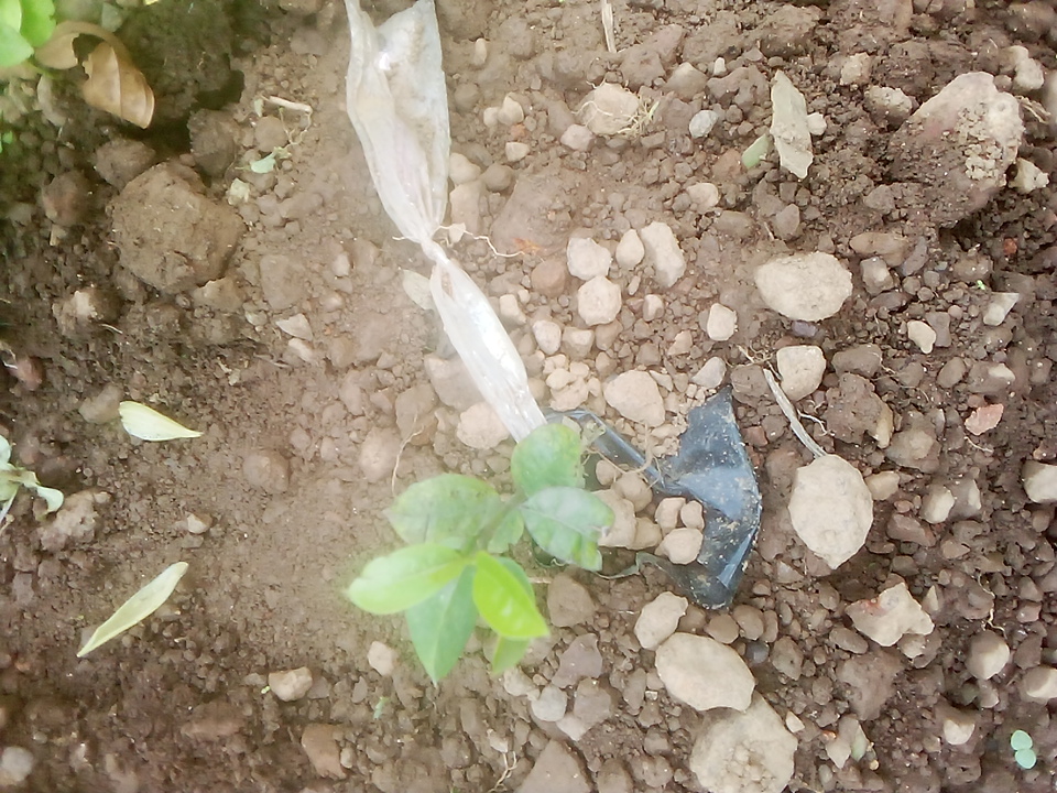 tree