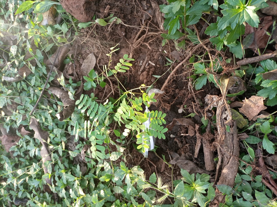 tree