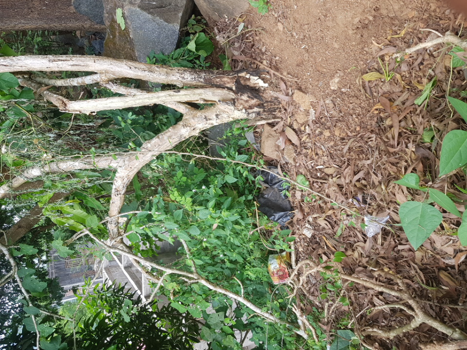 tree