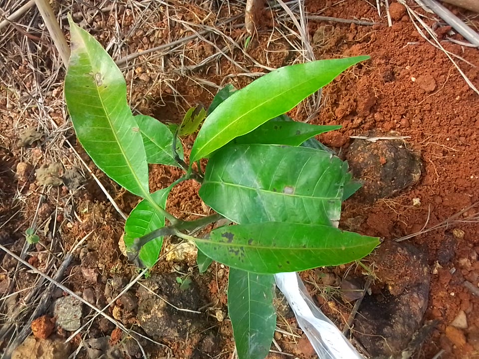 tree
