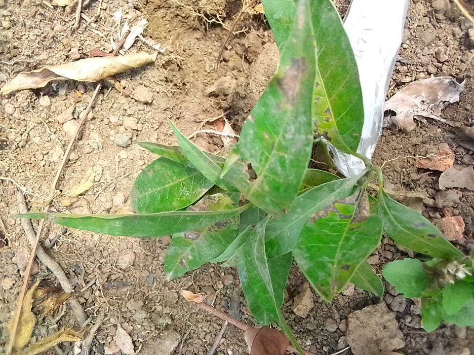tree