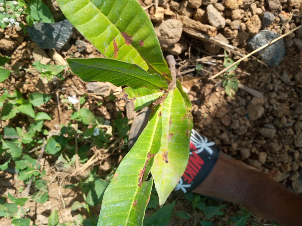 tree