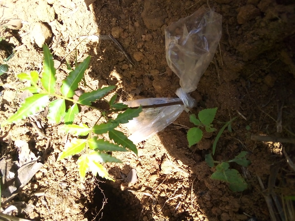 tree