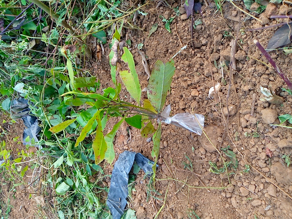 tree