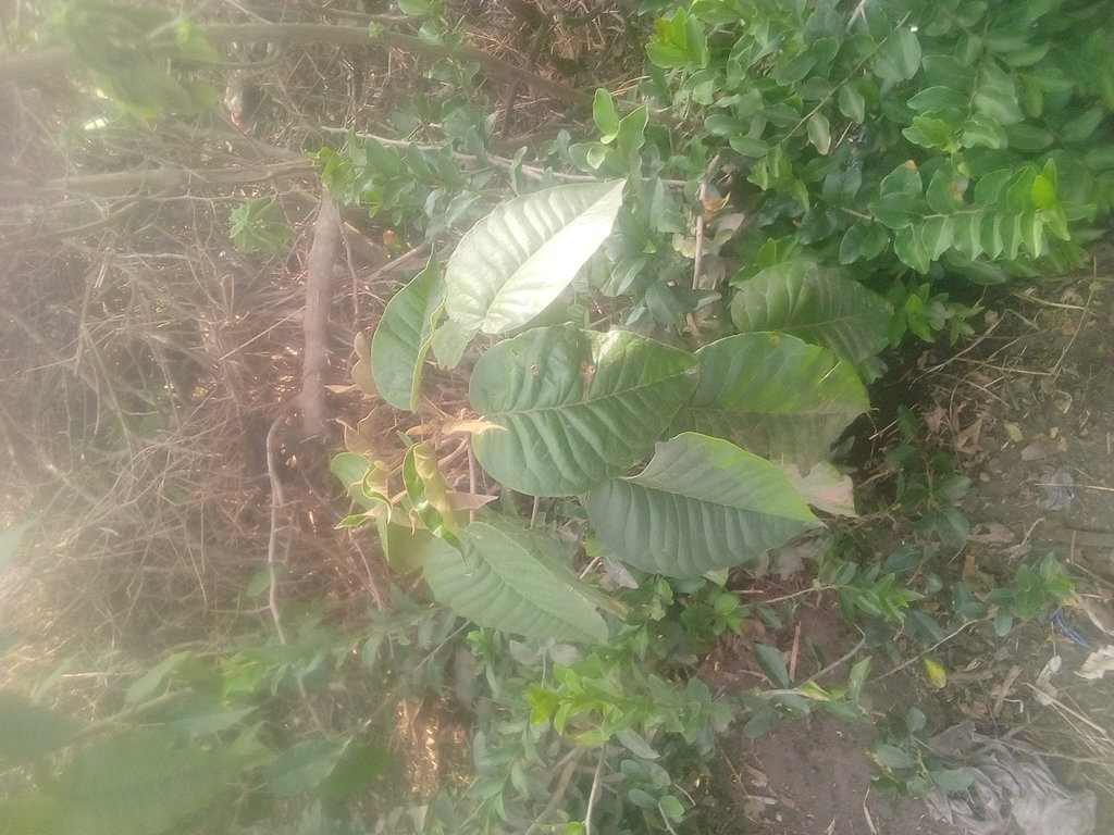 tree