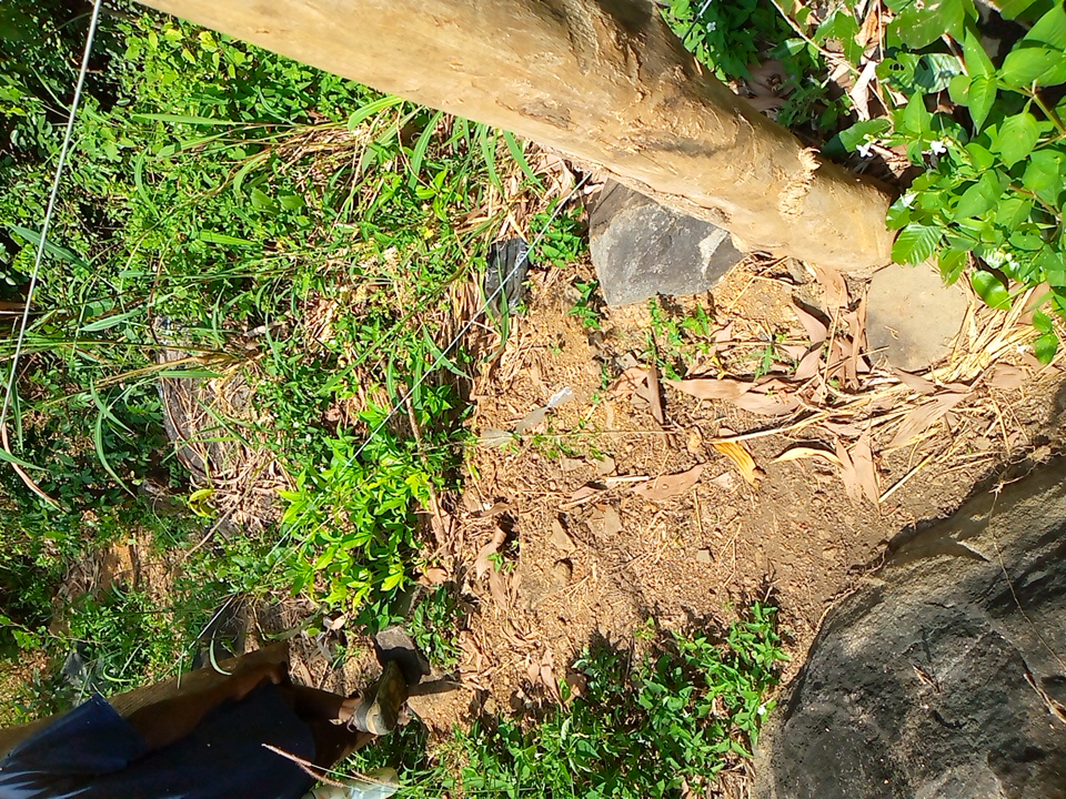 tree