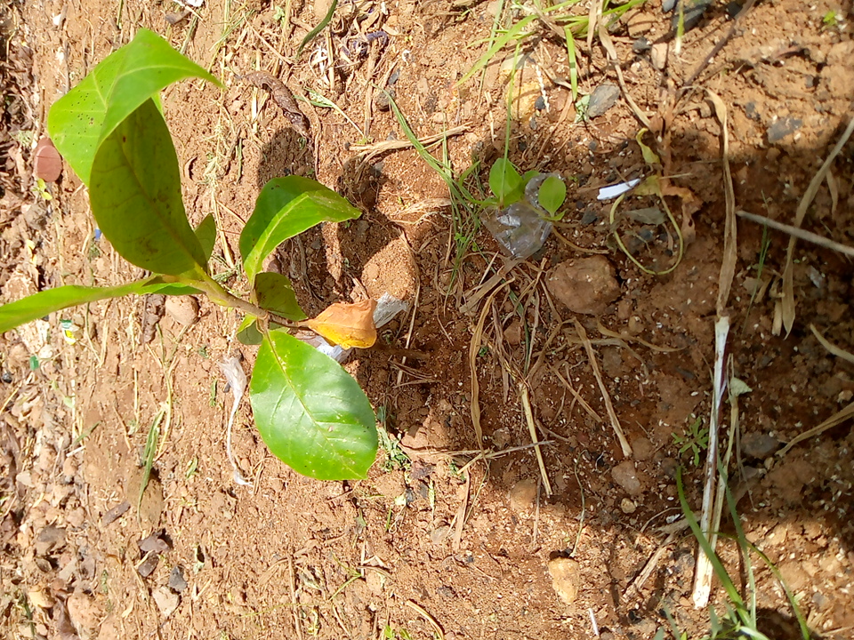 tree