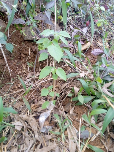tree