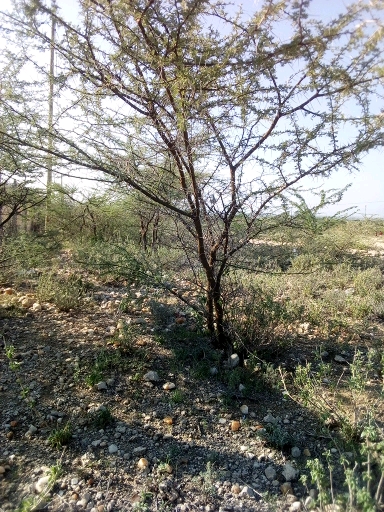 tree