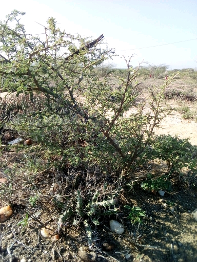 tree