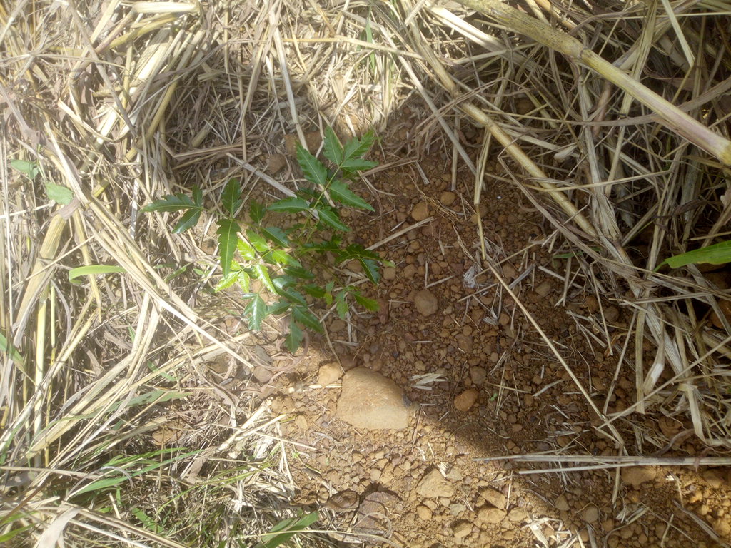 tree